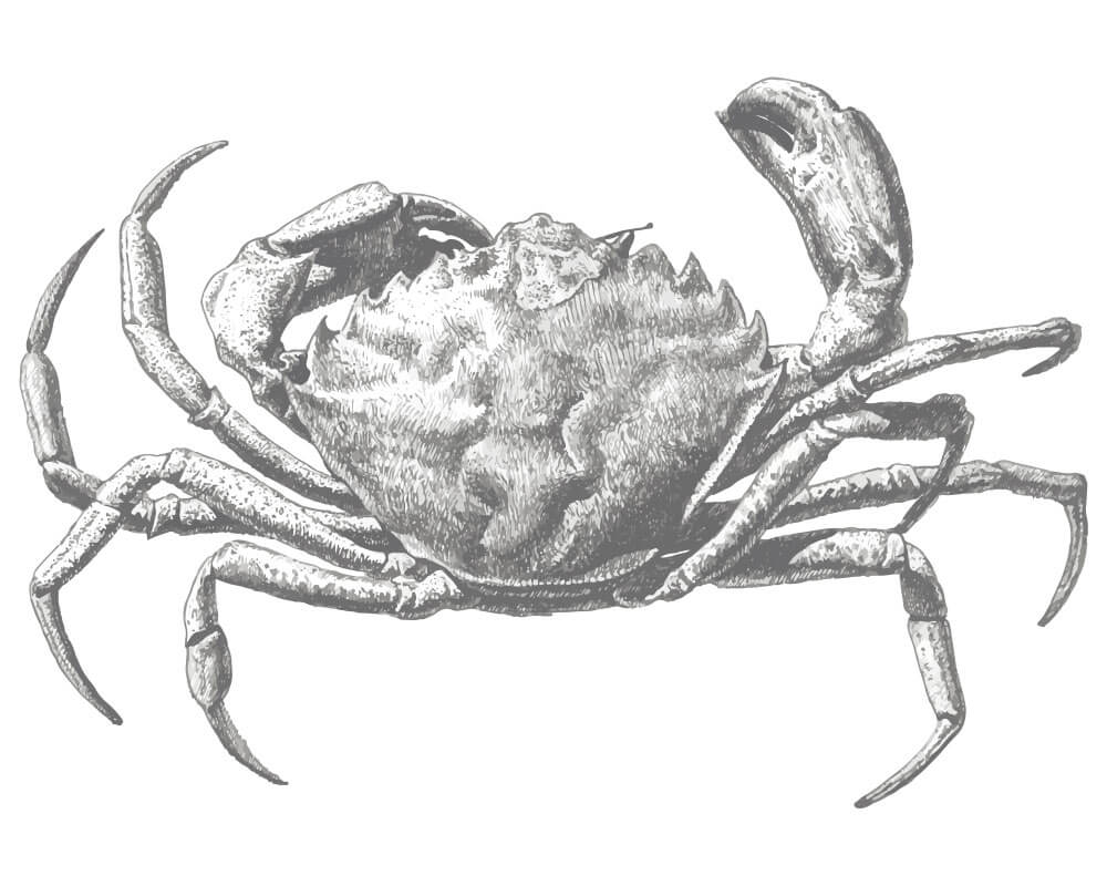 crabe